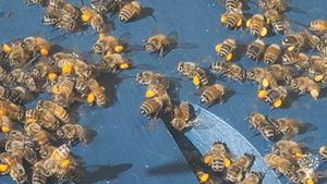 Honey bees bringing back a lot of pollen to the hive.