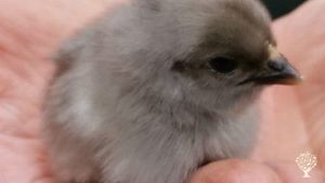 newly hatched chick