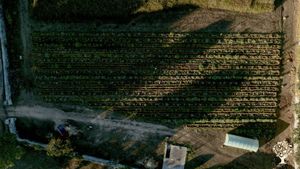 Azienda agricola che pratica l'agricoltura sintropica, situata  nel centro abitato di Depressa