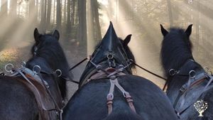 Mit Pferden leben und arbeiten im Tourismusbereich, Land- und Forstwirtschaft, Freizeit