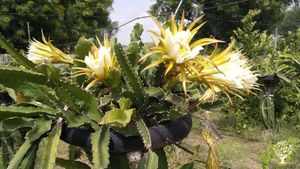 A food farm with fruit orchards (dragon fruit, moringa, lemon, apple, gooseberry, guava) North India