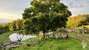 Diversified homestead and agritoursim farm near Albany