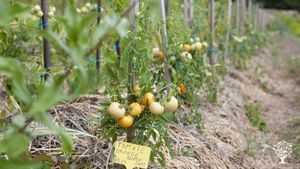 Je cultive essentiellement des variétés anciennes et produit une partie de mes semences 