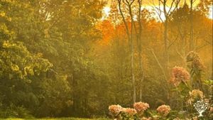 New-to-me homestead with airbnbs