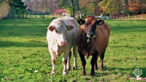 Biobauernhof mit Milchviehhaltung in den Alpen