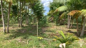 Culture d’açaí sous les tropiques