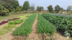 Progetto di agricoltura sociale e sostenibile nel contesto di una comunità di 5 famiglie