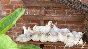 The little baby chickens taking a break.