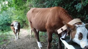 Azienda agricola a conduzione familiare in collina