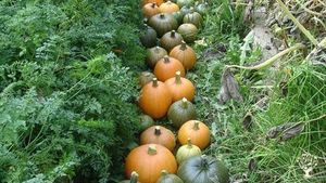 This was a year that we got a lot of winter squash but the best year so far was 2022: 1000+ lbs!