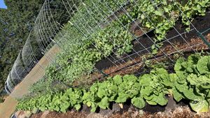 20-acre farm north of Mount Hood that sells produce to restaurants, coop, and gives to food bank