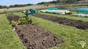 Vegetable and fruit producing smallholding in the Fens