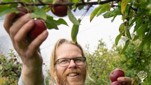 Organic Apple, plums and cherrys for juice and cider