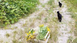 Piccola fattoria e rifugio per animali, colonia felina, b&b, bosco, uliveto, autoproduzione.