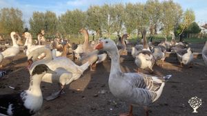 Educational Centre, Farm