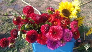 Paysannerie gourmande et engagée : maraichage, céréales transformées en farine, pain, pâtes, arbres