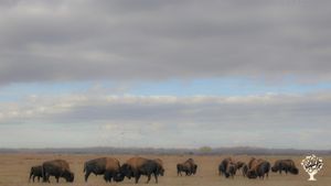 Northern bison ranch, unique Canadian experience