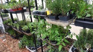We currently have 2 greenhouses to start plants and plant later in the year