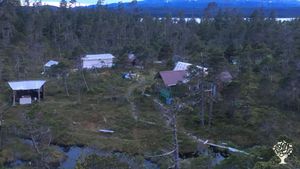 View of the meadow from a treetop!