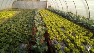 Centro especial de empleo dedicado a la producción agroecológica de frutas y verduras. Venta directa