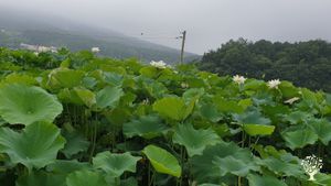 <JN134>쉼과 치유가 함께하는 농장/A Farm of Rest and Healing