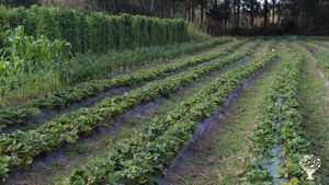 Centro especial de empleo dedicado a la producción agroecológica de frutas y verduras. Venta directa