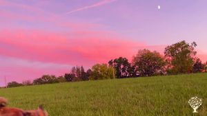 Organic homestead in the Finger Lakes