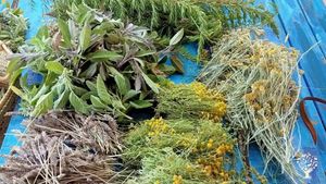 Finca de permacultura, policultivo, plantas medicinales, higos secos, cesteria salvaje.