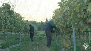 Vineyard, Grapes, Garden, a few chickens and some pigs, mostly work with vineyard.