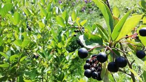 Smallholding, Intentional Community, Eco Lodge/Wilderness Adventures, Family farm