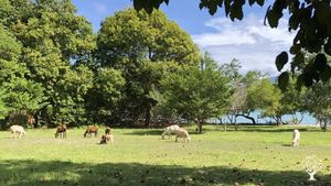 Our sheep are free to graze most of the day