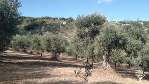 Casa familiare e giardino - rurale, Frutteto, Fattoria di famiglia, Produzione ortaggi, Olivi