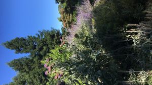 Mini farm is located on 1.24 acres near from downtown Chico