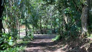 Élevage poule pondeuse, jument M, maraîchage biologique, agroforesterie cacao cafe vanille