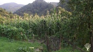 Organik fındık üretimi / Organic hazelnut orchard