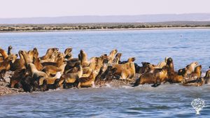 We have a colony of 4,000 sea lions