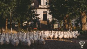 Agritourism Destination, Homestead, Mixed Farm, Farm, Family farm