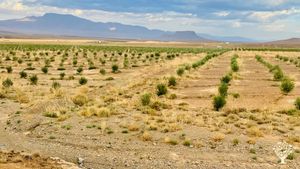 Désert, Nature & Partage à Olecactus