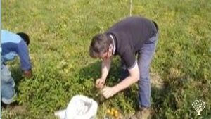 Multiple farming and well established organic farming