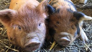 Educational Centre, Agritourism Destination, Homestead, Farm, Family farm, Diversified farm