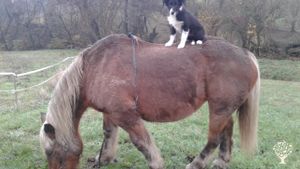 Petit domaine en Beaujolais travaillé au cheval