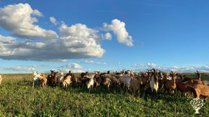 Élevage caprin avec transformation fromagere non certifié