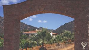 Azienda Agricola  cerealicola, oliveti , vigneti, orticole e frutteti.