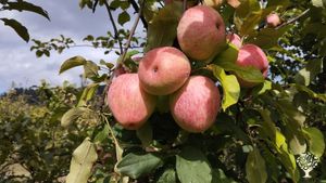 Exploração agroflorestal de 4ha com frutas, legumes e leguminosas feitas em harmonia