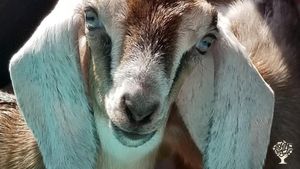 Commercial Goat Dairy and Creamery located south of Austin Texas