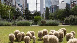 Les moutons à la Défense