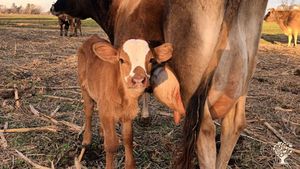 Chacra agroecologica. Tambo, elaboracion de quesos. Gallinas ponedoras y vacas de cria.