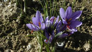 Maison avec safranière