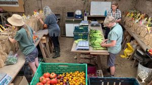 Organic CSA market garden in the Teign Valley