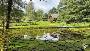 Spider web, pond.